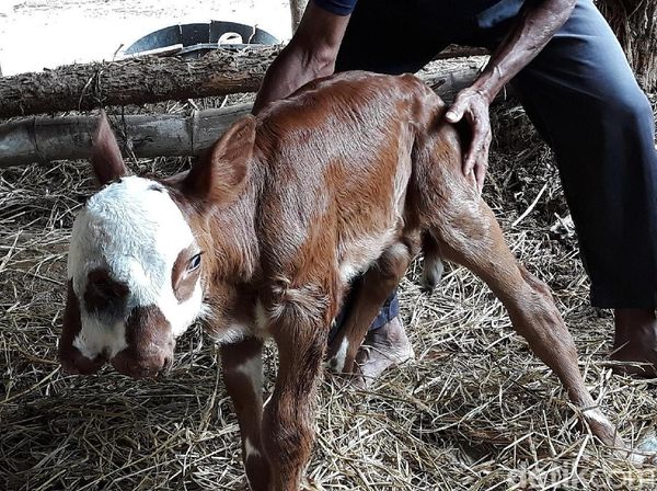 Aneh, Anak Sapi Ini Punya 2 Mulut dan 3 Kelopak Mata