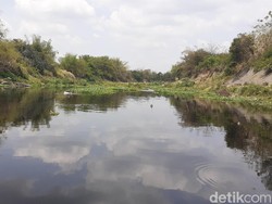 Bengawan Solo Tercemar Parah, Warga Sragen Mengeluh Bau dan Gatal