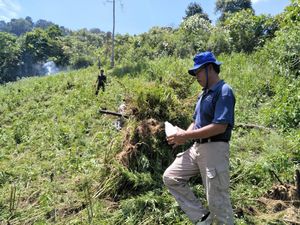 2 Hektare Ladang Ganja Ditemukan di Lembah Tor Sihite Sumut