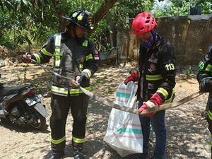 Ngeri! Video Evakuasi Ular King Cobra Sepanjang 2,5 Meter di Maros