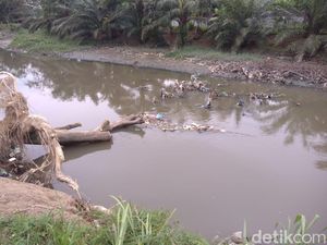 Warga Mengeluh Bau Menyengat dari Sungai Bedera Medan, Ada Bangkai Babi Warga Mengeluh Bau Menyengat dari Sungai Bedera Medan, Ada Bangkai Babi