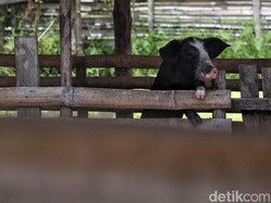 Bukan di Sungai, Bangkai Babi Kini Dibuang di Jalanan Medan