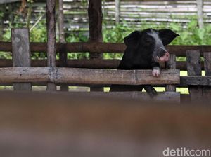 Babi yang Mati Kena Virus Kolera di Sumut Jadi 5.800 Ekor Babi yang Mati Kena Virus Kolera di Sumut Jadi 5.800 Ekor