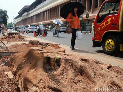 Panas Menyerang Usai Pohon di Cikini Ditebang