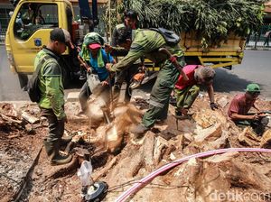 Ahli Nilai Penataan Trotoar DKI Semestinya Tak Perlu Menebang Pohon Ahli Nilai Penataan Trotoar DKI Semestinya Tak Perlu Menebang Pohon