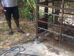 Serang Ibu Hamil dan Suami di Depok, Seekor Beruk Ditembak Bius