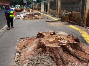Sayangkan Pemotongan Pohon, PAN: Pemprov Tak Serius Bangun Jakarta Sayangkan Pemotongan Pohon, PAN: Pemprov Tak Serius Bangun Jakarta