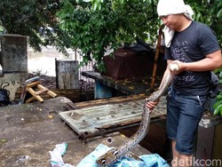 Warga Tangkap Ular Raksasa Saat Sungai Cikapundung Meluap