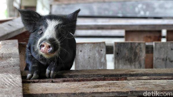 Geliat Usaha Ternak Babi, Bisnis Menggiurkan di Perbatasan RI