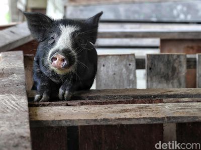 Geliat Usaha Ternak Babi, Bisnis Menggiurkan di Perbatasan RI