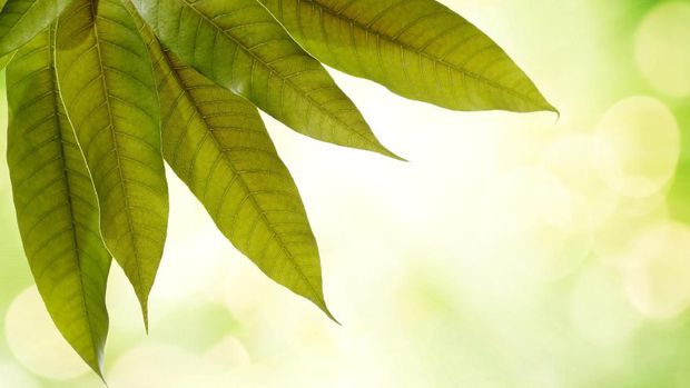 ilustrasi daun mangga