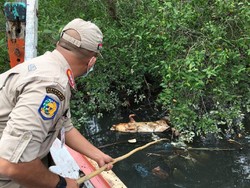 Anggota DPRD Nilai Penanganan Virus Kolera Babi di Sumut Tak Optimal