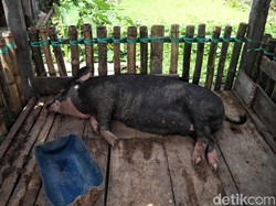 2 Kabupaten di Flores Tolak Bantuan dari Bali Imbas Kasus Babi Mati Mendadak