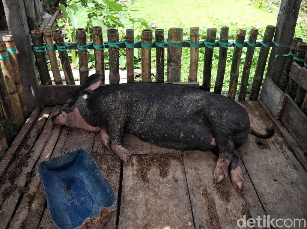 2 Kabupaten di Flores Tolak Bantuan dari Bali Imbas Kasus Babi Mati Mendadak