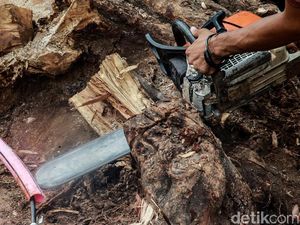 Polisi: Pria Cari Istri Sambil Geber Gergaji Mesin Sasar Emak-emak Polisi: Pria Cari Istri Sambil Geber Gergaji Mesin Sasar Emak-emak