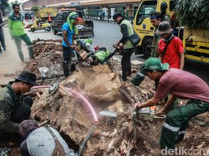 Sulitnya Membongkar Akar Tunggak Pohon di Cikini Sulitnya Membongkar Akar Tunggak Pohon di Cikini