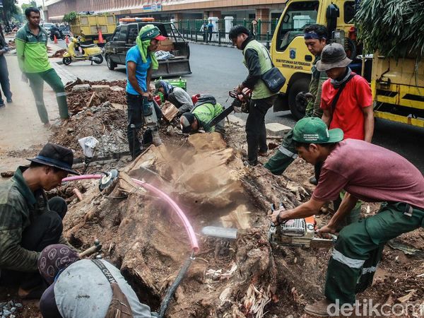 Sulitnya Membongkar Akar Tunggak Pohon di Cikini