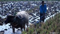 Memasuki Musim Hujan, Petani di Ciparay Mulai Bajak Sawah