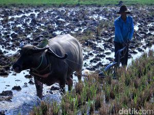 Memasuki Musim Hujan, Petani di Ciparay Mulai Bajak Sawah