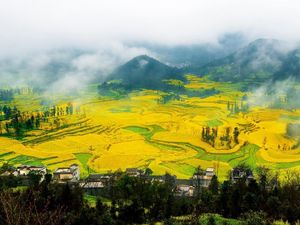 Mungkin Ini Lembah Paling Kuning di Dunia, Setuju Nggak?