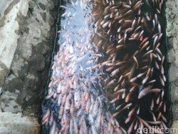 Menyulap Selokan Kotor Jadi Kolam Ikan