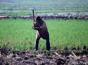 Jokowi Mau Terbitkan Data Tunggal Pertanian Januari 2020