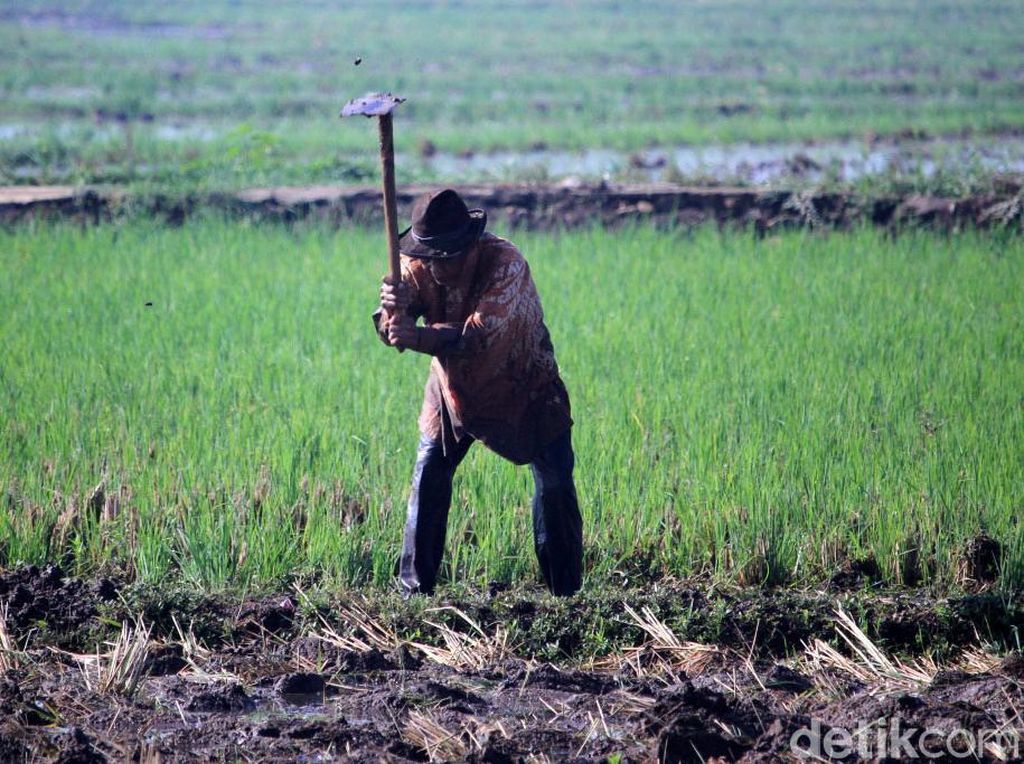 Kisah Mahasiswa IPB KKN 15 Tahun hingga Dapat Gelar Insinyur Kehormatan Kisah Mahasiswa IPB KKN 15 Tahun hingga Dapat Gelar Insinyur Kehormatan