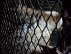 BKSDA Lepas Tiga Kukang Jawa ke Cagar Alam Kamojang Garut