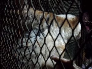 BKSDA Lepas Tiga Kukang Jawa ke Cagar Alam Kamojang Garut BKSDA Lepas Tiga Kukang Jawa ke Cagar Alam Kamojang Garut