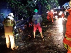 Pohon Setinggi 10 Meter Tumbang dan Timpa Rumah di Ciracas Jaktim