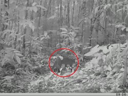 Kucing Emas, Satwa Misterius Langka Tertangkap Kamera di Hutan Sumsel