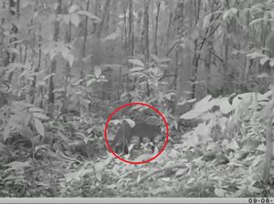Kucing Emas, Satwa Misterius Langka Tertangkap Kamera di Hutan Sumsel Kucing Emas, Satwa Misterius Langka Tertangkap Kamera di Hutan Sumsel