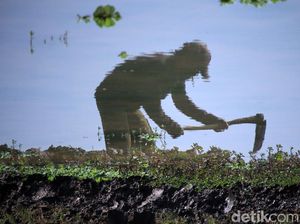 Nasib Petani Miris Kala Berhasil Swasembada Beras, RI Harus Apa?