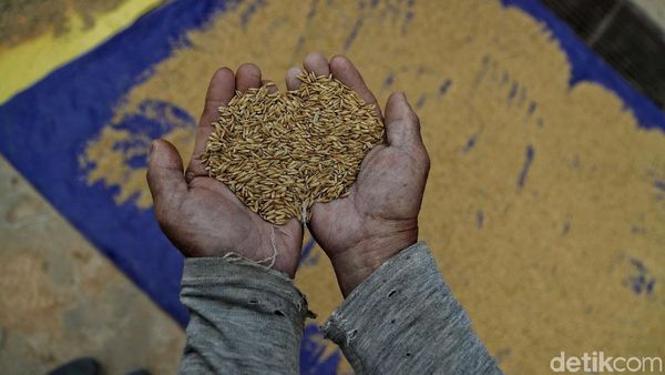 Ini Dia Beras Organik Khas Krayan Favorit Sultan Brunei