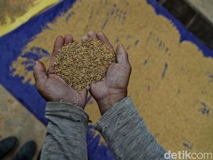 Ini Dia Beras Organik Khas Krayan Favorit Sultan Brunei