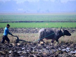 DPR Pertanyakan Kebenaran Data Produksi Padi ke Mentan