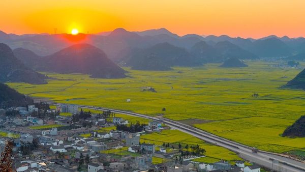 Foto Perkebunan Bunga Terbesar di Dunia yang... Kuning Banget!