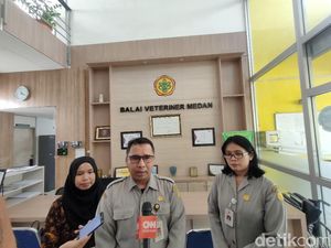 Balai Veteriner Temukan Indikasi Flu Babi di Kasus Kematian Babi di Medan Balai Veteriner Temukan Indikasi Flu Babi di Kasus Kematian Babi di Medan