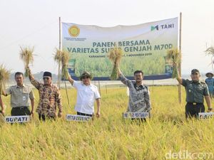 Moeldoko Pamer Bibit Padi M70D yang Bisa Panen 4 Kali Setahun Moeldoko Pamer Bibit Padi M70D yang Bisa Panen 4 Kali Setahun