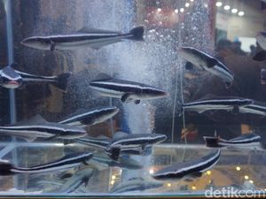 King Kobia, Spesies Ikan Lokal yang Tak Kalah dari Salmon King Kobia, Spesies Ikan Lokal yang Tak Kalah dari Salmon
