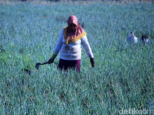 Petani Banting Setir Tanam Daun Bawang di Masa Pergantian Musim