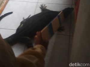 Biawak Nyelonong ke Rumah Warga di Makassar, Diusir Pakai Sapu Biawak Nyelonong ke Rumah Warga di Makassar, Diusir Pakai Sapu