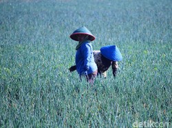 Menyelaraskan Omnibus Law Lapangan Kerja dengan Sektor Pertanian