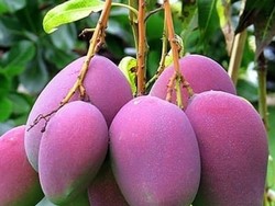 5 Fakta Mangga Irwin Ungu yang Cantik dan Kaya Manfaat