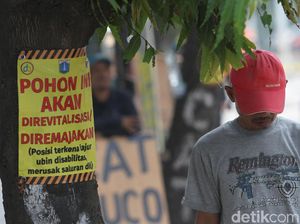 Usai Cikini, Tebang Pohon Akan Lanjut di Kramat Jakpus demi Trotoar Usai Cikini, Tebang Pohon Akan Lanjut di Kramat Jakpus demi Trotoar