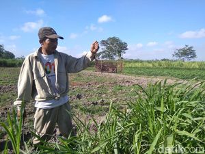 Kemarau Bikin Tikus di Kediri Merajalela, Panen Petani Merugi