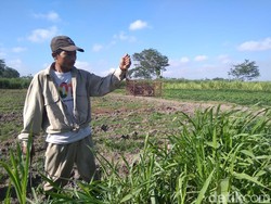 Kemarau Bikin Tikus di Kediri Merajalela, Panen Petani Merugi