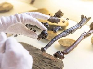 Kera Purba Aneh, Kaki Mirip Manusia dan Berlengan Orangutan