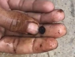 Heboh Warga Temukan Ikan Mati Berisi Kepingan Batu Hitam di Aceh