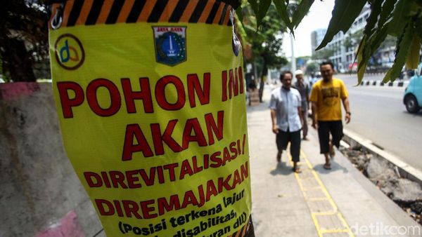 Pohon-pohon di Trotoar Kramat Bakal Senasib dengan yang di Cikini